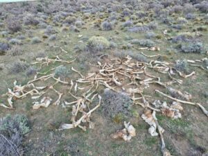 Hallaron restos de más de mil guanacos en un campo de Gobernador Costa y avanzan contra una red de caza furtiva